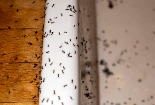 Best Best Pest Control Companies  in Butler, MO