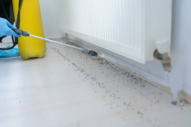 Best Wasp Removal Services  in Butler, MO